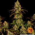 Barney's Farm Tangerine Dream Cannabis Seeds, 20% THC, 3 Seeds 