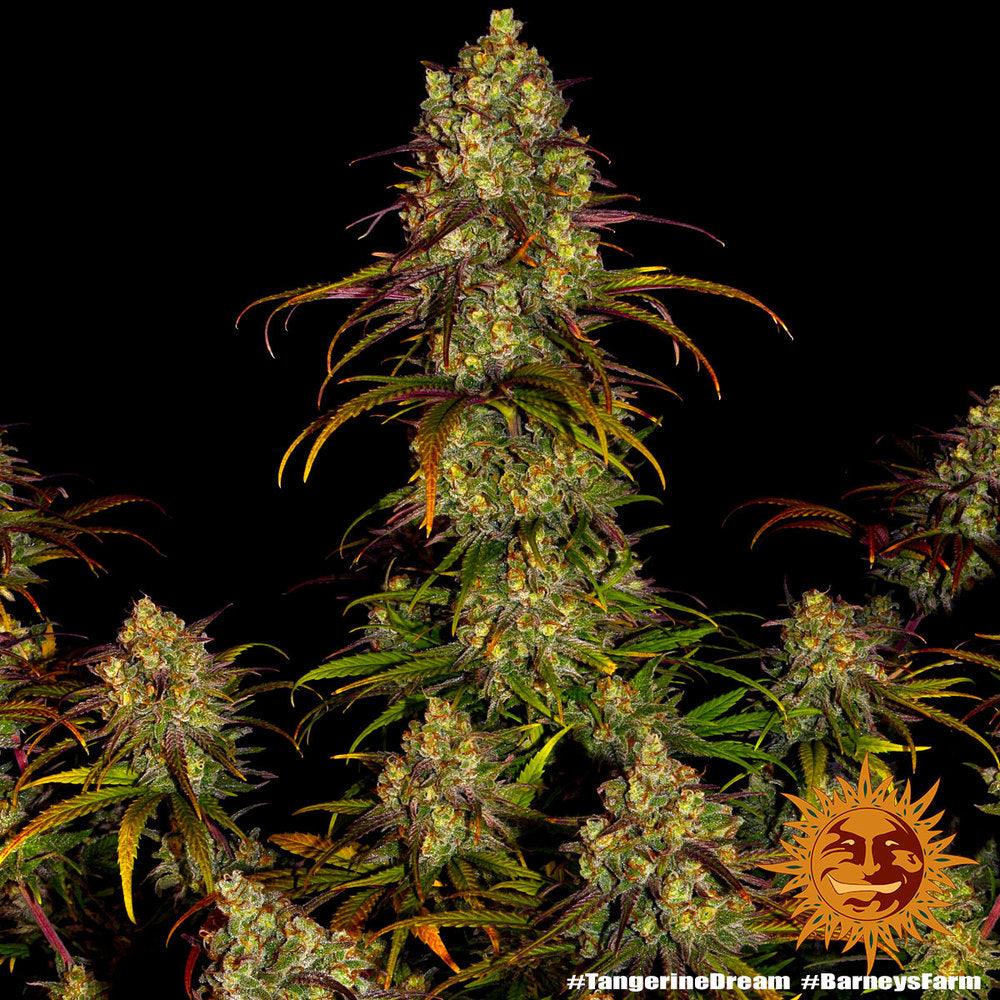 Barney's Farm Tangerine Dream Cannabis Seeds, 20% THC, 3 Seeds 