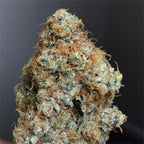 Barney's Farm Triple Cheese Cannabis Seeds, 22% THC Indica, 3 Seeds 