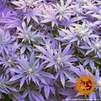 Barney's Farm Triple Cheese Cannabis Seeds, 22% THC Indica, 3 Seeds 