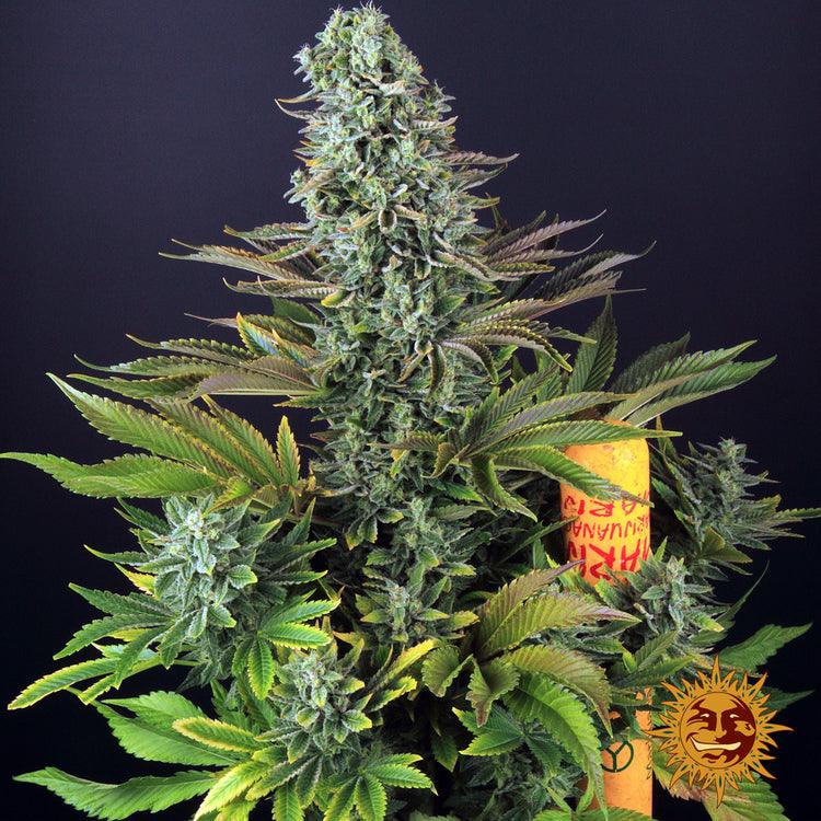 Barney's Farm Tropicanna Banana Cannabis Seeds, 25% THC, 3 Seeds 