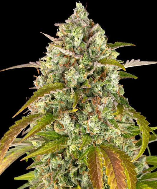 Pineapple Express autoflower cannabis seeds tropical hybrid fast growing EU