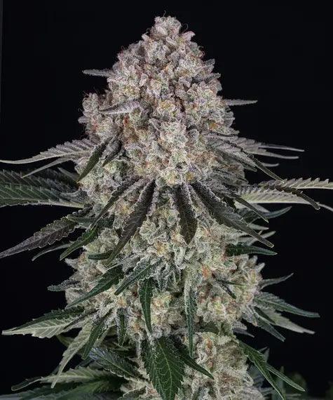Sour Diesel autoflower cannabis seeds sativa fuel aroma energizing EU