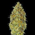 Biodiesel Auto Feminised Hybrid Cannabis Seeds, Single Seed Pack 