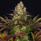 Biscotti Feminised Cannabis Seeds (Indica-Dominant, 80/20) 
