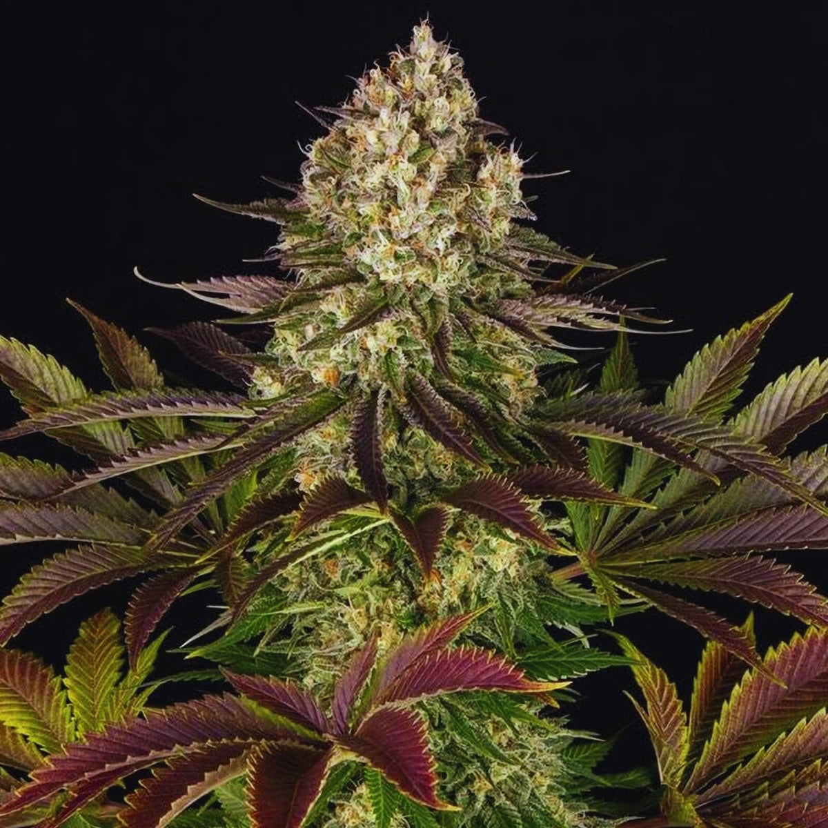 Biscotti Feminised Cannabis Seeds (Indica-Dominant, 80/20) 