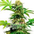 Blimburn Seeds Harlequin Feminised CBD Cannabis Seeds, 3 Seed Pack 