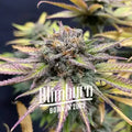 Blimburn Seeds Jealousy Feminised Cannabis Seeds, Indica, 3 Pack 