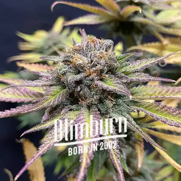 Blimburn Seeds Jealousy Feminised Cannabis Seeds, Indica, 3 Pack 