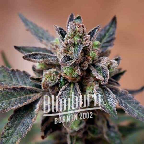 Blimburn Seeds Mochi Gelato Feminised Cannabis Seeds, 3 Seed Pack 