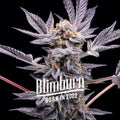 Blimburn Seeds Zoap Feminised Cannabis Seeds, Hybrid, 3 Seed Pack 