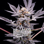 Blimburn Seeds Zoap Feminised Cannabis Seeds, Hybrid, 3 Seed Pack 
