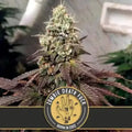 Blimburn Seeds Zombie Death Fuck Feminised Cannabis Seeds, 3 Pack 