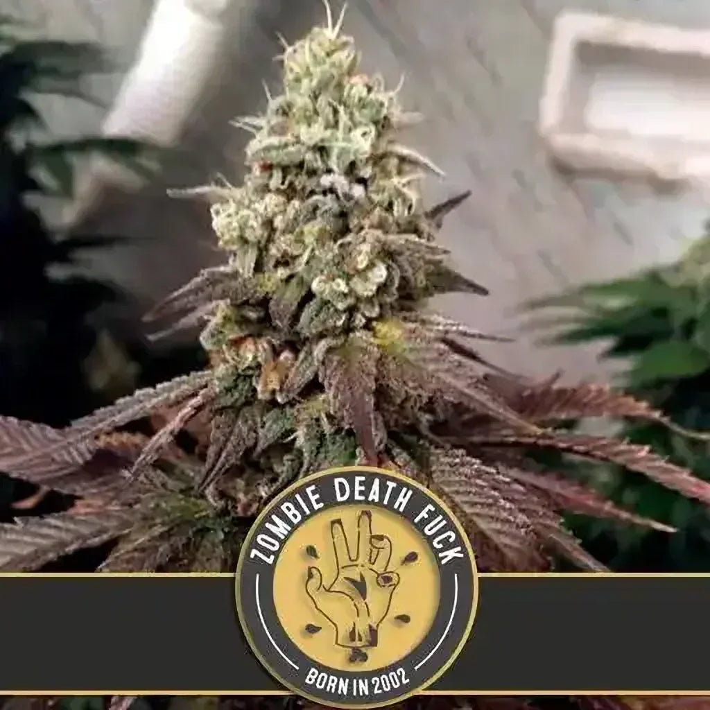Blimburn Seeds Zombie Death Fuck Feminised Cannabis Seeds, 3 Pack 