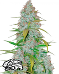 Californian Snow Auto Cannabis Seeds (Sativa-Dominant, 23% THC) 