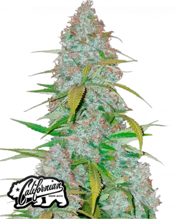 Californian Snow Auto Cannabis Seeds (Sativa-Dominant, 23% THC) 