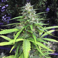 Chocolope Feminised Cannabis Seeds (Sativa-Dominant) 
