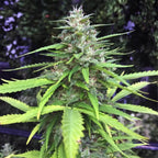 Chocolope Feminised Cannabis Seeds (Sativa-Dominant) 