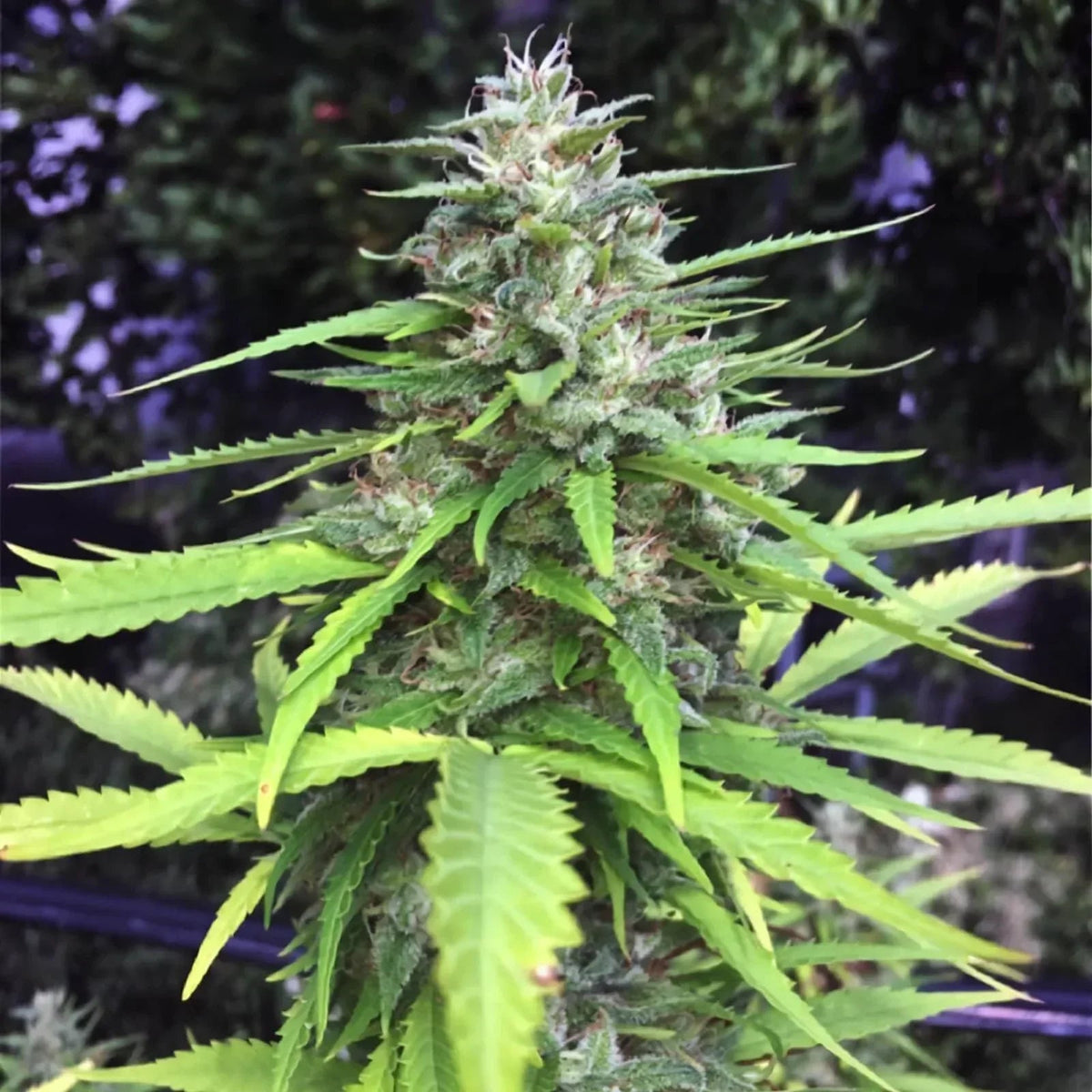 Chocolope Feminised Cannabis Seeds (Sativa-Dominant) 