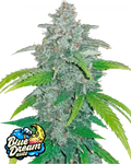 Fast Buds Blue Dream Auto Cannabis Seeds, Sativa-Dominant 22% THC 