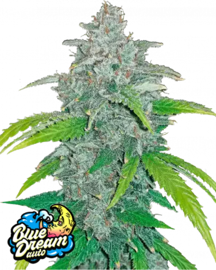 Fast Buds Blue Dream Auto Cannabis Seeds, Sativa-Dominant 22% THC 