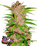Fast Buds Fastberry Auto Cannabis Seeds, 19% THC Indica, 3 Seeds 