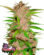Fast Buds Fastberry Auto Cannabis Seeds, 19% THC Indica, 3 Seeds 