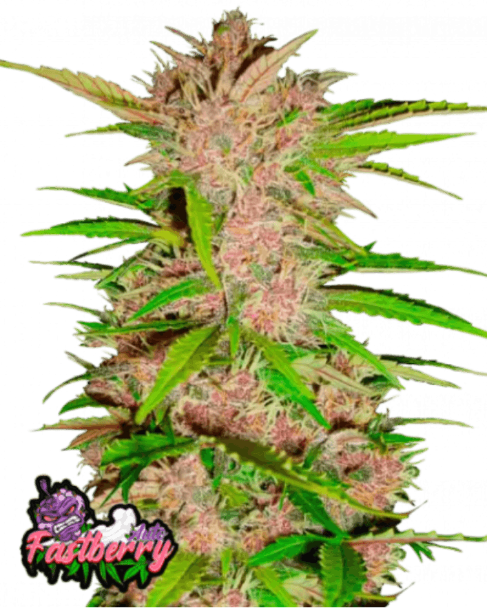 Fast Buds Fastberry Auto Cannabis Seeds, 19% THC Indica, 3 Seeds 