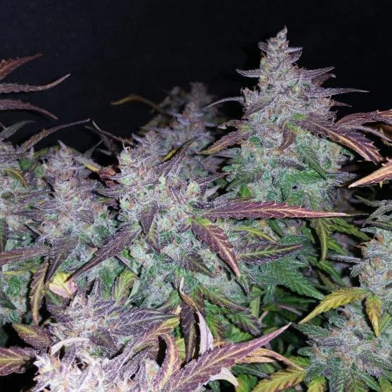 Fast Buds Fastberry Auto Cannabis Seeds, 19% THC Indica, 3 Seeds 