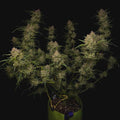 Fast Buds Guava Auto Cannabis Seeds, 28% THC, 1 Seed Pack 