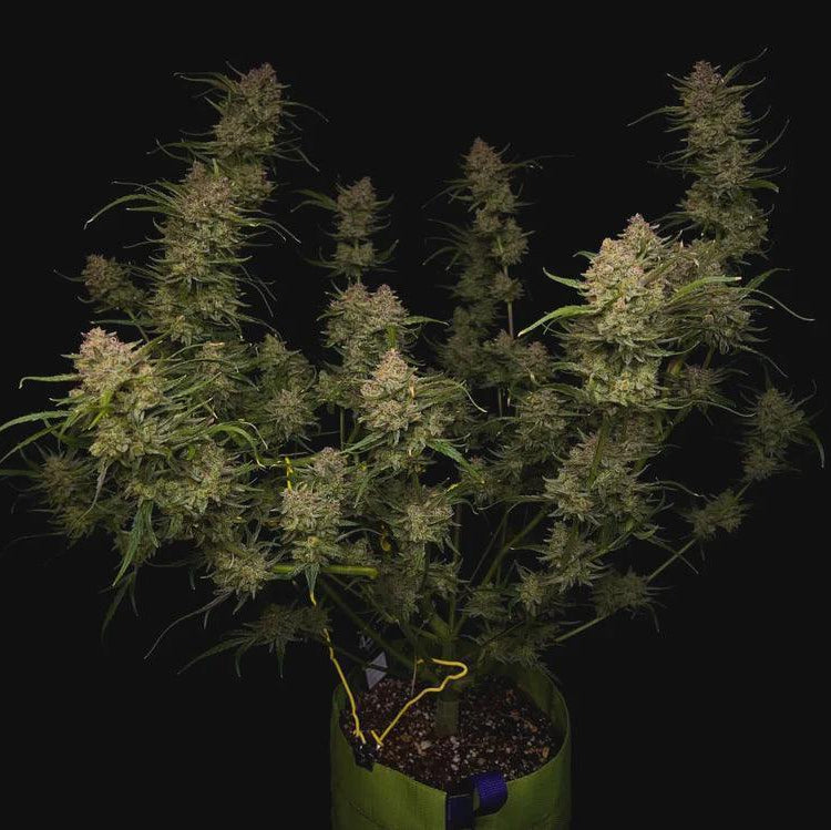 Fast Buds Guava Auto Cannabis Seeds, 28% THC, 1 Seed Pack 