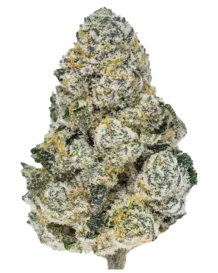 Fast Buds Lemonpaya Feminised Cannabis Seed, 1 Seed Pack, Hybrid 