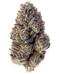Fast Buds Papaya Sherbet Feminised Cannabis Seed, Single Seed Pack 