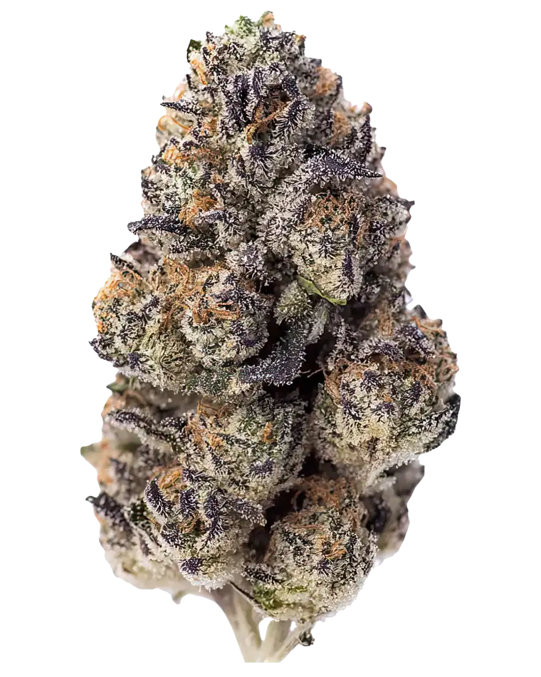 Fast Buds Papaya Sherbet Feminised Cannabis Seed, Single Seed Pack 