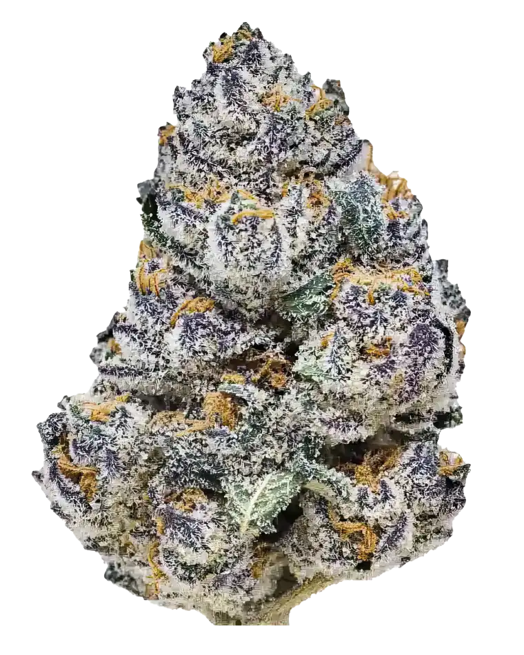 Fast Buds Rainbow Melon Feminised Cannabis Seed, Single Seed Pack 