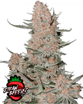 Fast Buds Ztrawberriez Auto Cannabis Seeds, Sativa-Leaning 25% THC 