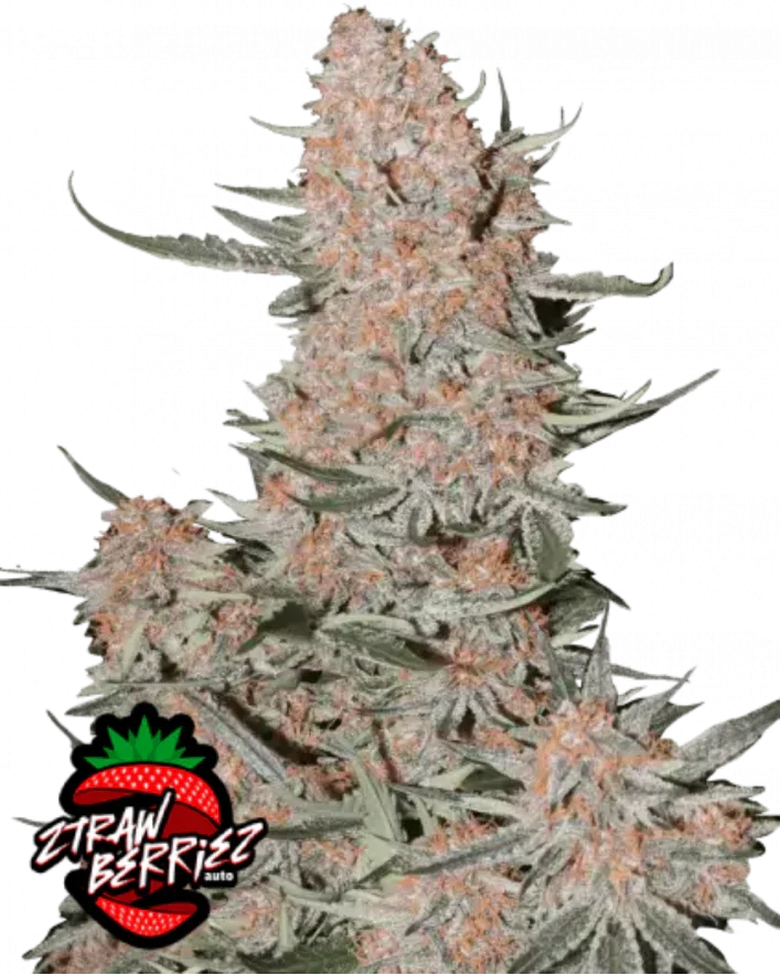 Fast Buds Ztrawberriez Auto Cannabis Seeds, Sativa-Leaning 25% THC 
