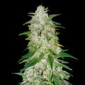 Gelato Auto Cannabis Seeds | Indica-Dominant Autoflower, up to 25% THC)