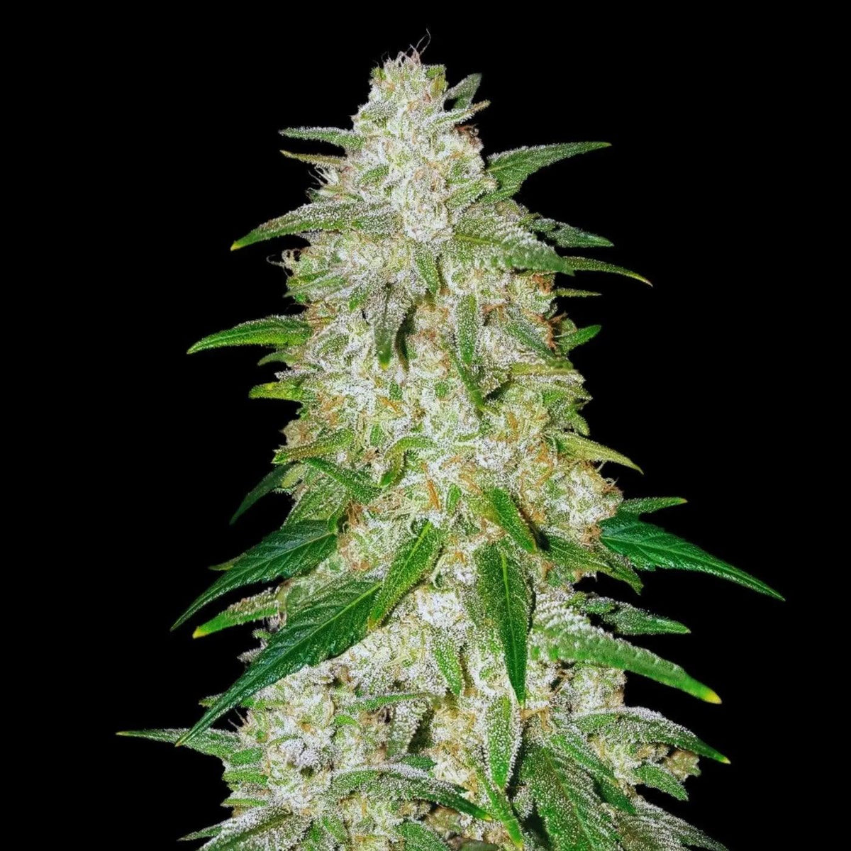 Gelato Auto Cannabis Seeds | Indica-Dominant Autoflower, up to 25% THC)
