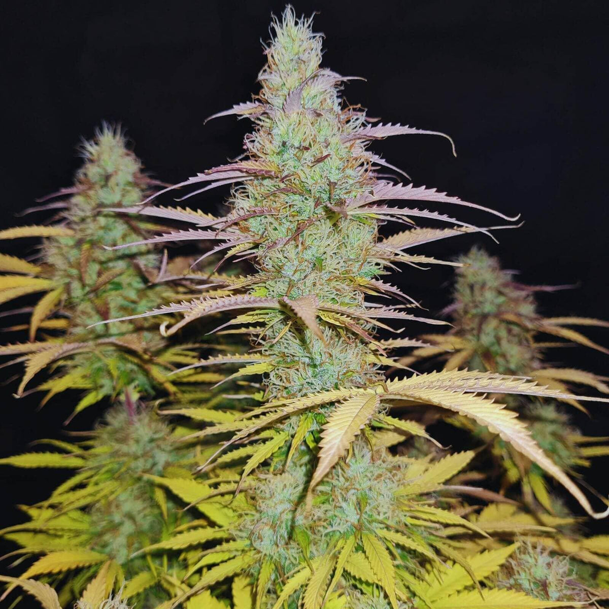 Lemon Haze Autoflower Cannabis Seeds (Sativa Hybrid, up to 24% THC) 