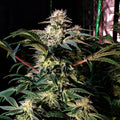 Melon Gum Feminised Cannabis Seeds (Indica, Sweet Melon) 