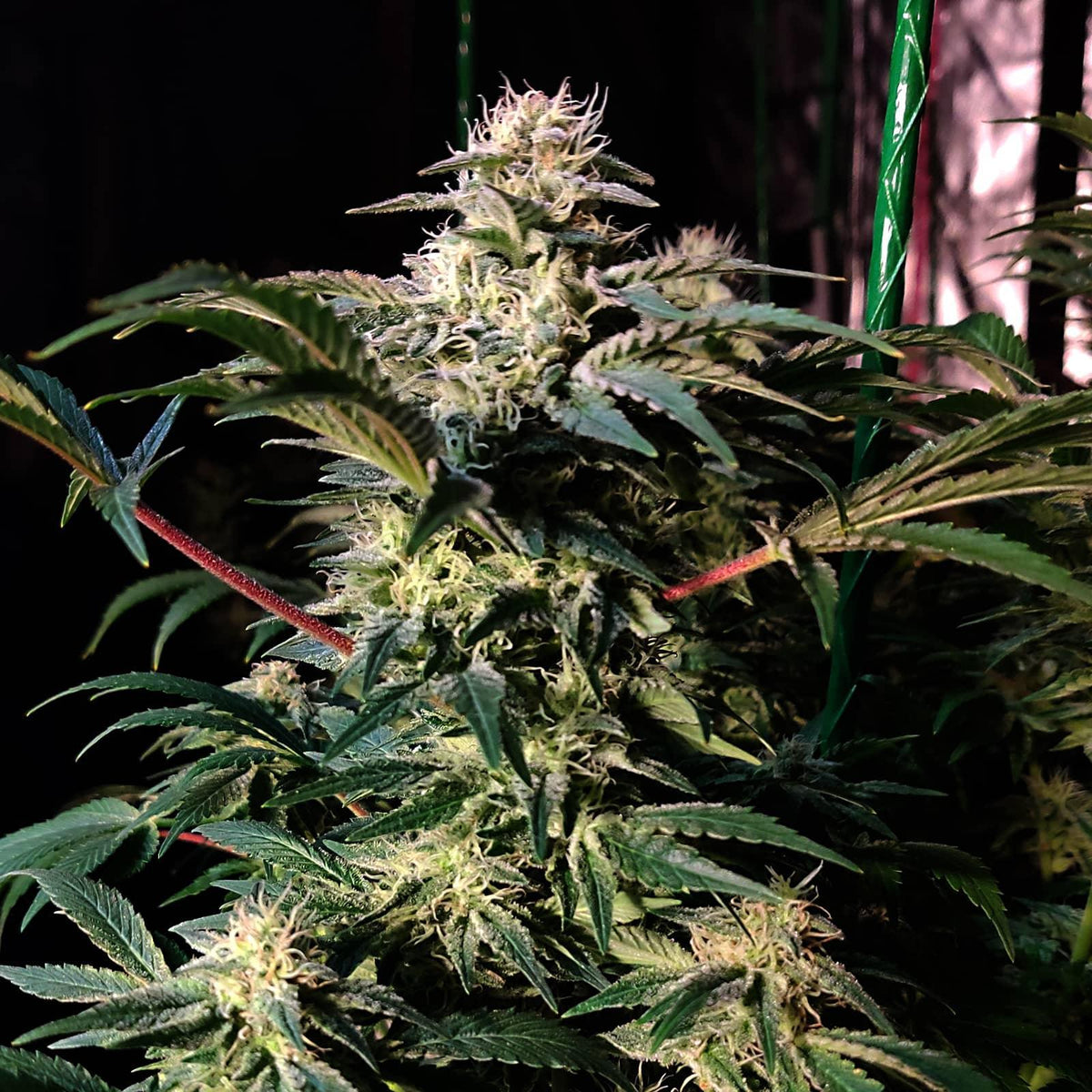 Melon Gum Feminised Cannabis Seeds (Indica, Sweet Melon) 