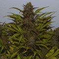 Moby Dick Auto Feminised Cannabis Seeds (Sativa, up to 23% THC) 