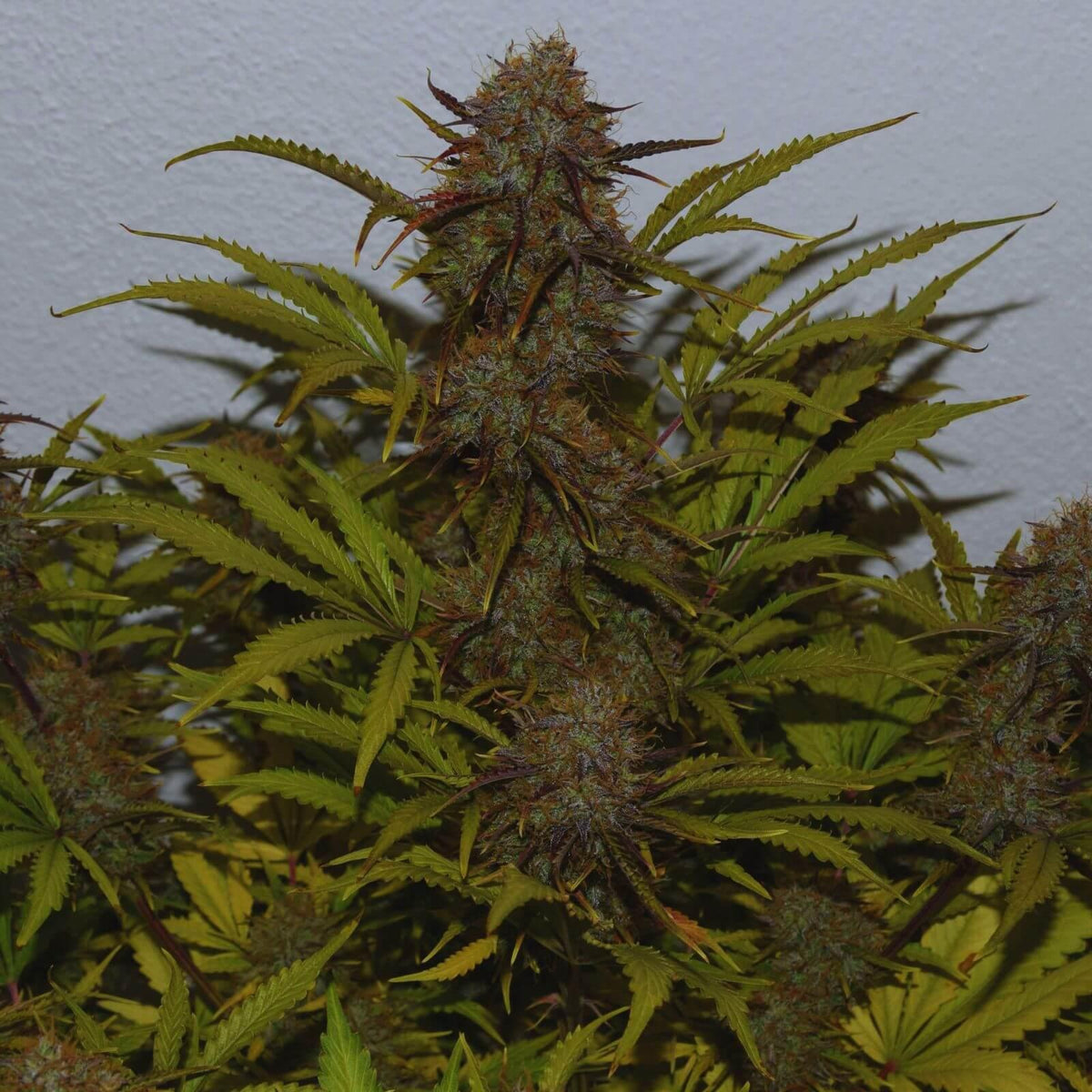 Moby Dick Auto Feminised Cannabis Seeds (Sativa, up to 23% THC) 