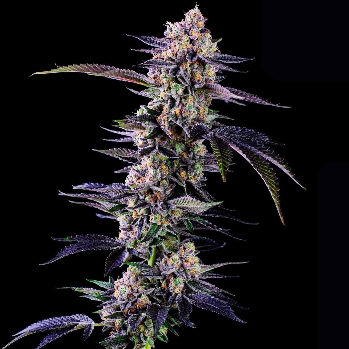 Motorbreath Feminised Cannabis Seeds, 25% THC, Chem Dawg x SFV OG 