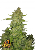 Papaya Cookies Auto Cannabis Seeds (Sativa Autoflower, up to 29% THC) 