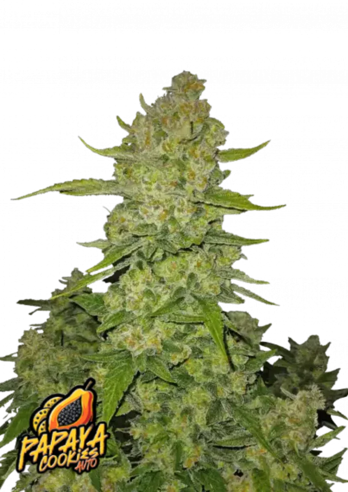 Papaya Cookies Auto Cannabis Seeds (Sativa Autoflower, up to 29% THC) 