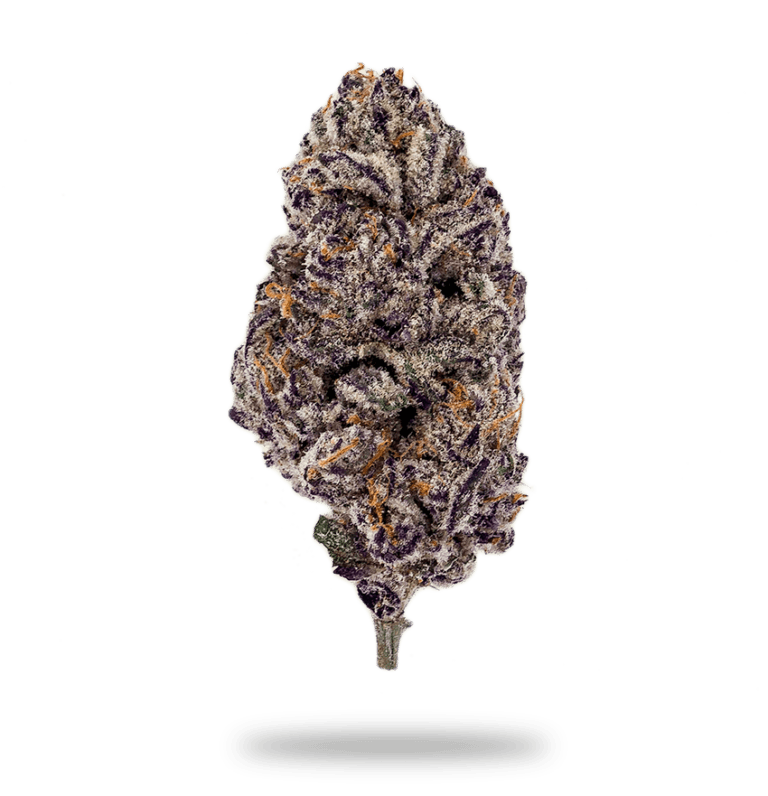 Purple Punch - 25% THC - Indica - finished bud