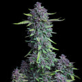 Purple Punch Auto Cannabis Seeds | Indica-Dominant Autoflower