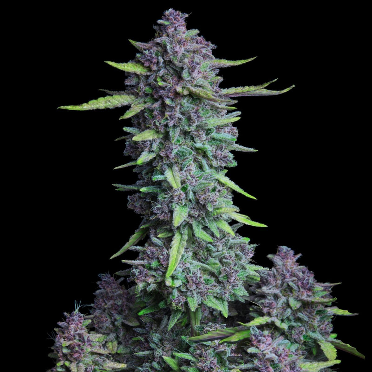 Purple Punch Auto Cannabis Seeds | Indica-Dominant Autoflower